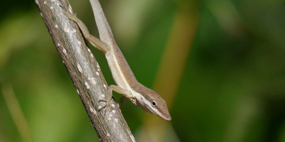 Lizard evolved to take on the appearance of a twig