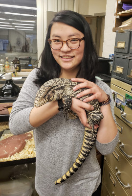 Cleo Falvey began studying lizards as an undergraduate.