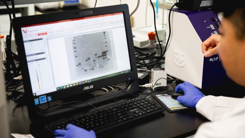 Student in lab viewing research sample on computer.