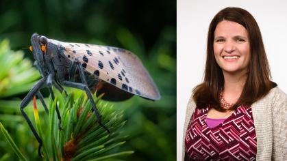 spotted lanternfly and amy savage