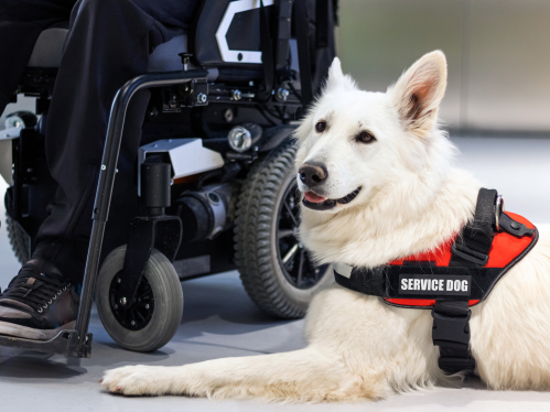 Service dog lying next to a person in a motorized wheelchair