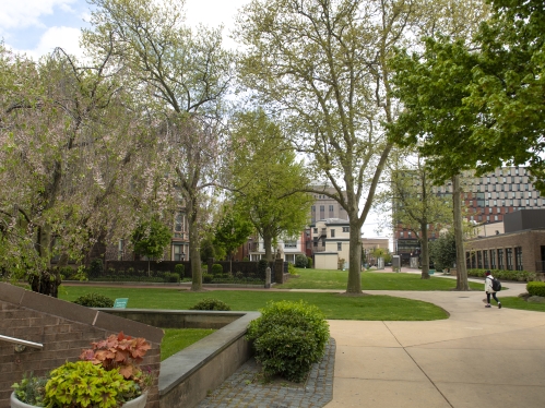 trees on the grounds of Rutgers–Camden